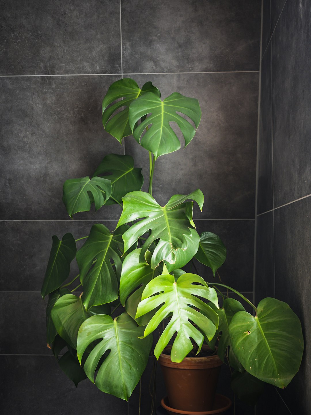 Luxury Bathroom Design